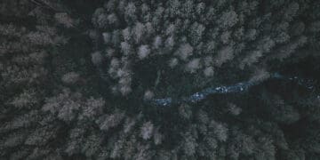 aerial view of forest