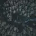 aerial view of forest