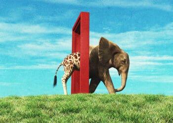 giraffe becoming elephant change concept