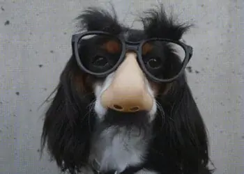 dog in groucho mask