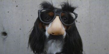 dog in groucho mask