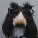 dog in groucho mask