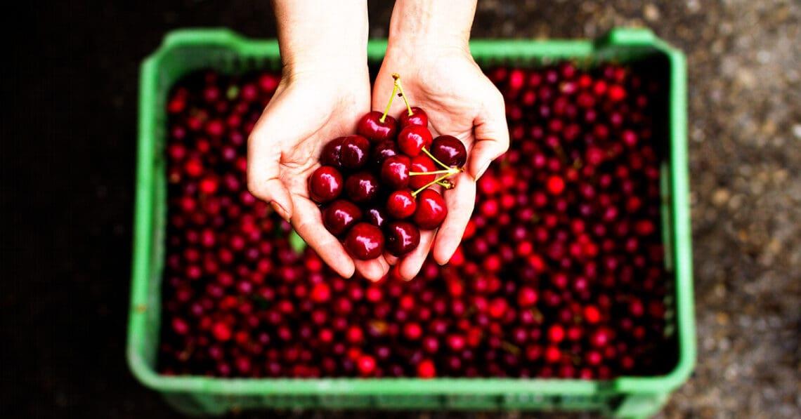 freshly picked cherries