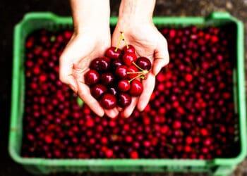freshly picked cherries