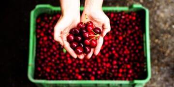 freshly picked cherries