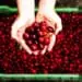freshly picked cherries