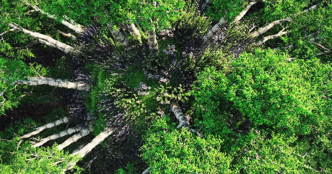 tree cover