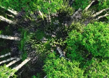 tree cover