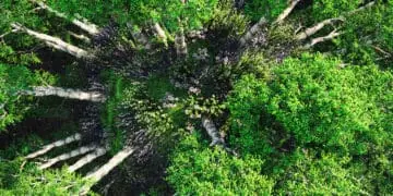 tree cover