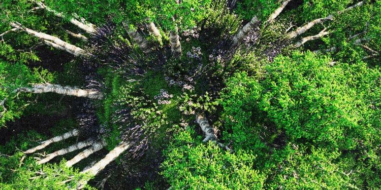 tree cover