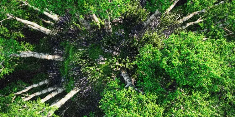 tree cover