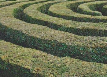 hedge maze