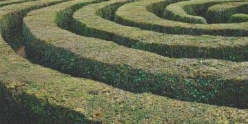 hedge maze