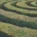 hedge maze