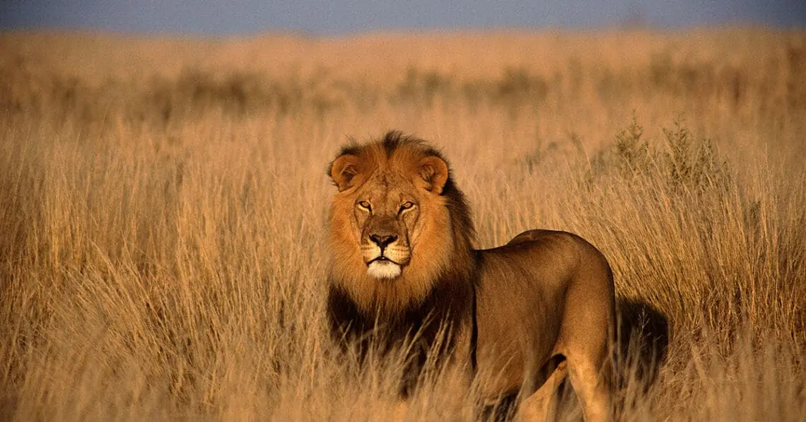 lion alone representing leadership isolation