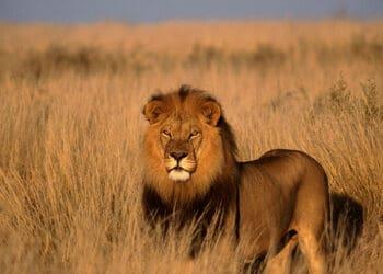 lion alone representing leadership isolation