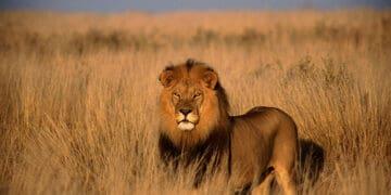 lion alone representing leadership isolation