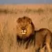 lion alone representing leadership isolation