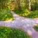 three paths in a wood