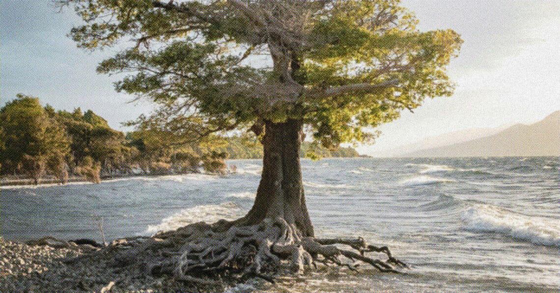 tree with roots