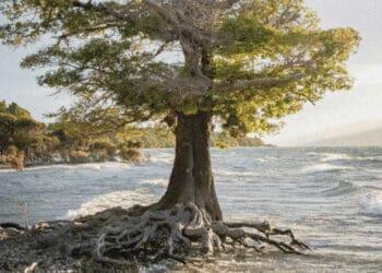 tree with roots