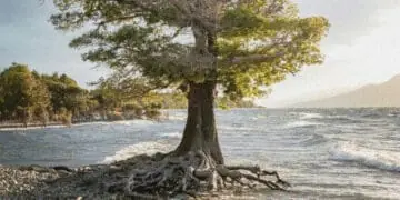 tree with roots