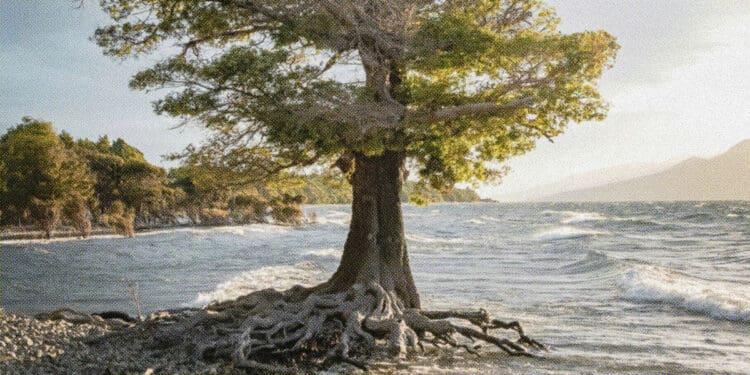 tree with roots