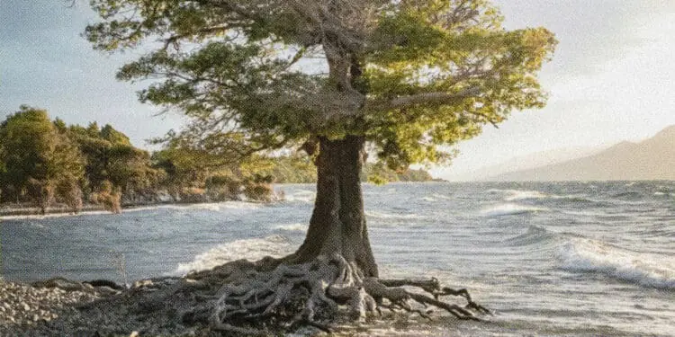 tree with roots