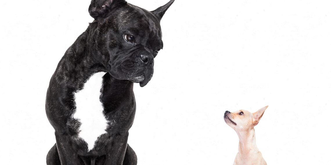 big dog vs small dog