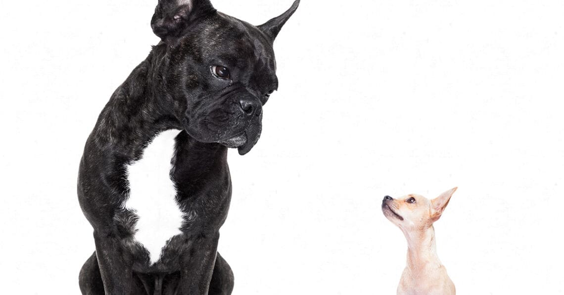 big dog vs small dog