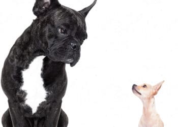 big dog vs small dog