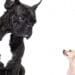 big dog vs small dog
