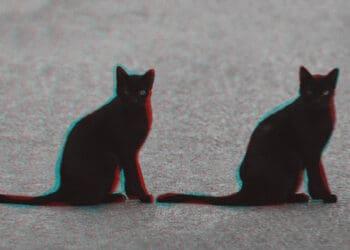 two black cats representing deja vu