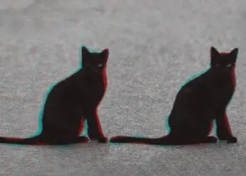 two black cats representing deja vu