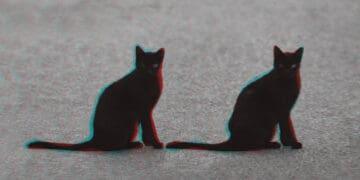 two black cats representing deja vu