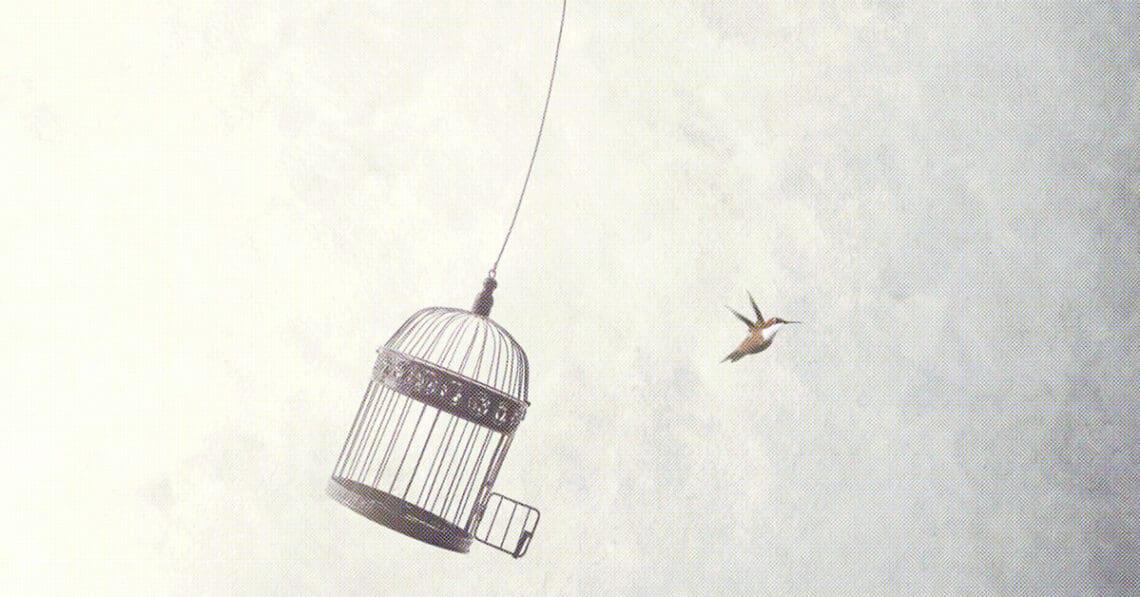 bird flying free from cage