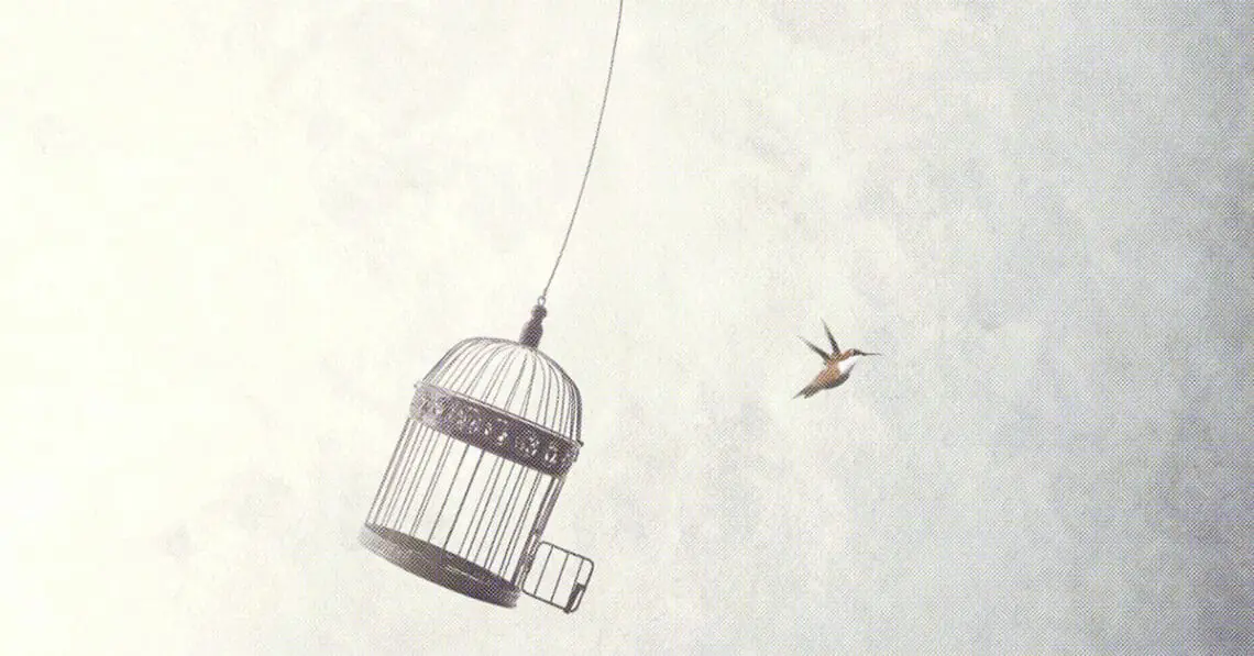 bird flying free from cage