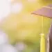 college graduate in gown