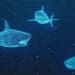 sharks digital risk concept