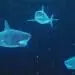 sharks digital risk concept