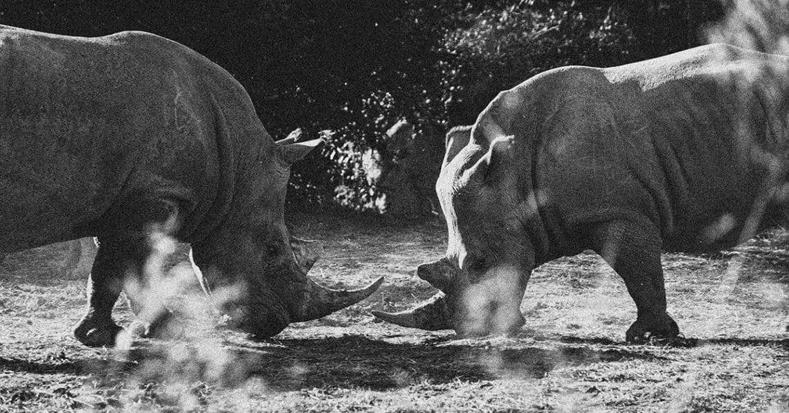 rhinos in brush
