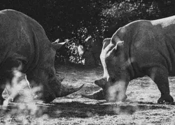 rhinos in brush