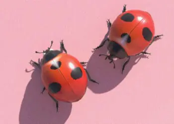 bug bounty concept
