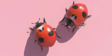 bug bounty concept