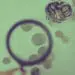 examining financial data with magnifying glass