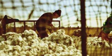 forced labor