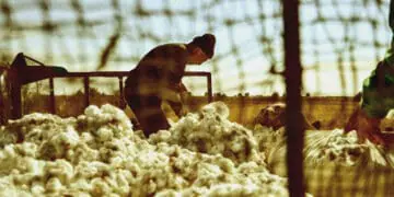 forced labor