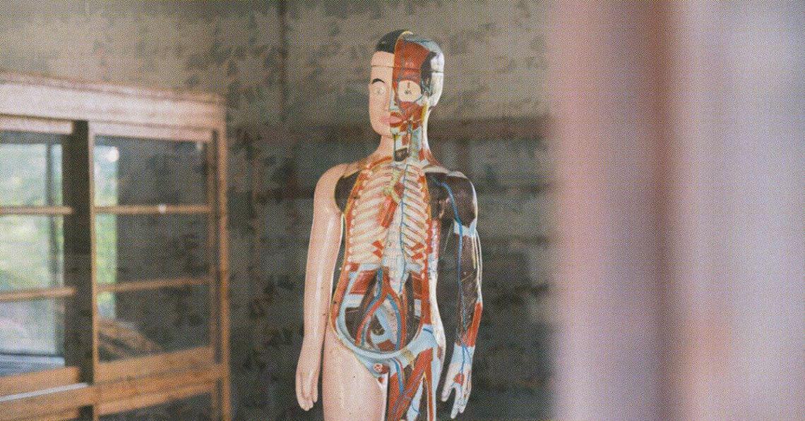 human body model in doctor office