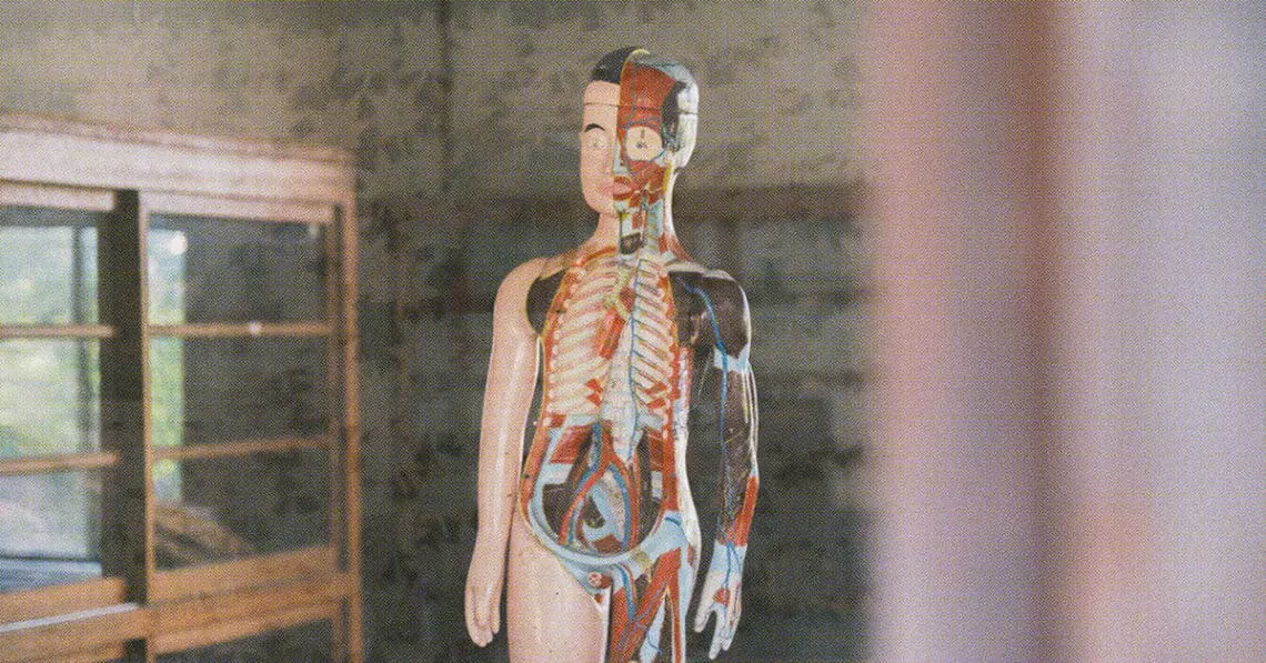 human body model in doctor office