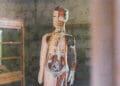 human body model in doctor office